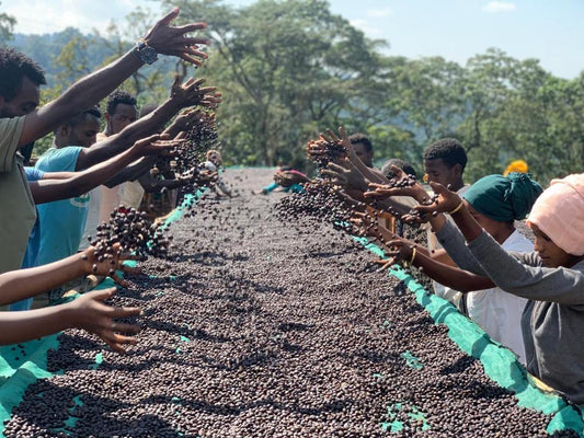 Limu Zone: A speciality coffee guide