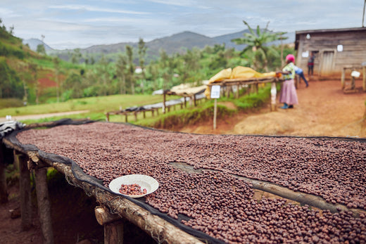 Sidamo coffee region: A quick guide